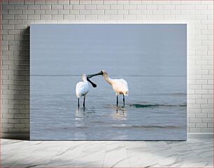 Πίνακας, Two White Birds in Water Δύο λευκά πουλιά στο νερό