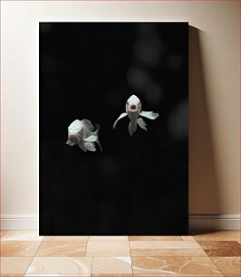 Πίνακας, Two White Fish on a Black Background Δύο λευκά ψάρια σε μαύρο φόντο