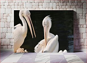 Πίνακας, Two White Pelicans Δύο Λευκοί Πελεκάνοι