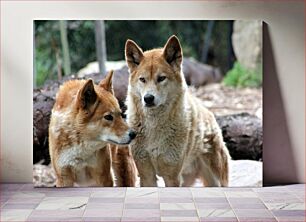 Πίνακας, Two Wild Dogs in Nature Δύο άγρια ​​σκυλιά στη φύση