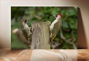 Πίνακας, Two Woodpeckers on a Tree Stump Δύο δρυοκολάπτες σε ένα κούτσουρο δέντρου