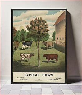 Πίνακας, Typical cows