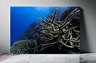 Πίνακας, Underwater Coral Reefs Υποβρύχιοι Κοραλλιογενείς Ύφαλοι