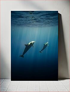 Πίνακας, Underwater Dolphins Υποβρύχια Δελφίνια