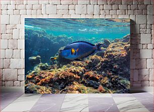 Πίνακας, Underwater Fish in Coral Reef Υποβρύχια ψάρια στον κοραλλιογενή ύφαλο