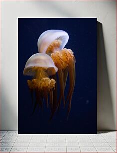 Πίνακας, Underwater Jellyfish Υποβρύχια μέδουσα