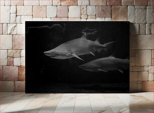 Πίνακας, Underwater Sharks in Black and White Υποβρύχιοι καρχαρίες σε μαύρο και άσπρο