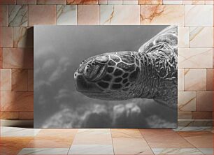 Πίνακας, Underwater Turtle Υποβρύχια χελώνα