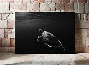 Πίνακας, Underwater Turtle Υποβρύχια χελώνα