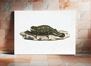 Πίνακας, Unidentified Chameleon (1737–1770) animal illustration by Luigi Balugani