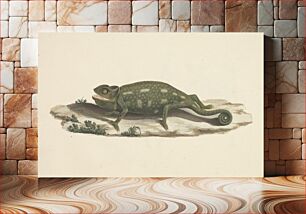 Πίνακας, Unidentified Chameleon by Luigi Balugani