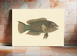 Πίνακας, Unidentified Fish by Luigi Balugani