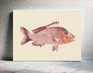 Πίνακας, Unidentified Fish by Luigi Balugani