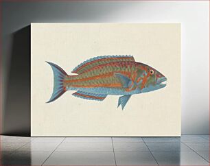 Πίνακας, Unidentified Fish