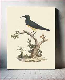 Πίνακας, Unidentified Sunbird by Luigi Balugani