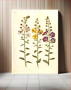 Πίνακας, Verbascum blattaria (cluster royal candle);Verbascum phoeniceum (purple royal candle) by Maria Sibylla Merian