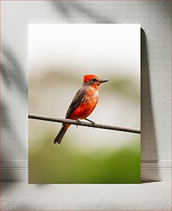 Πίνακας, Vermilion Flycatcher on a Wire Vermilion Flycatcher σε ένα σύρμα