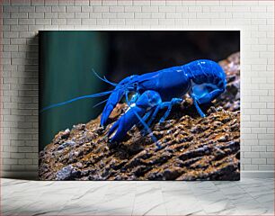 Πίνακας, Vibrant Blue Lobster Ζωντανός μπλε αστακός