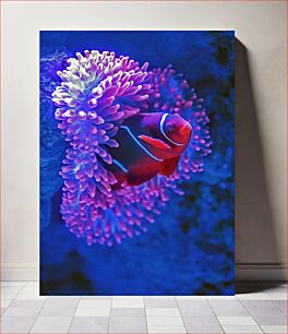Πίνακας, Vibrant Clownfish in Sea Anemone Ζωντανό ψάρι κλόουν στη θαλάσσια ανεμώνη