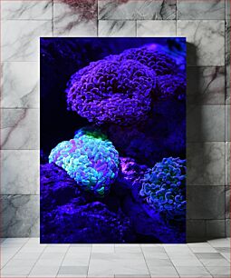 Πίνακας, Vibrant Coral Underwater Ζωντανό Coral Υποβρύχιο