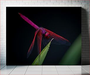 Πίνακας, Vibrant Dragonfly on Leaf Ζωντανή λιβελλούλη σε φύλλο