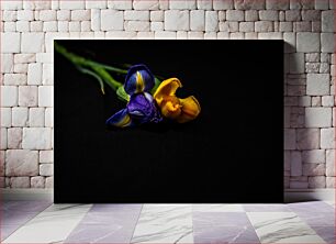 Πίνακας, Vibrant Iris on Dark Background Ζωντανή ίριδα σε σκούρο φόντο
