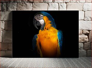 Πίνακας, Vibrant Macaw Parrot Ζωντανός παπαγάλος Macaw