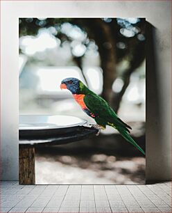 Πίνακας, Vibrant Parrot at Bird Feeder Ζωντανός παπαγάλος στο Bird Feeder