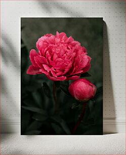 Πίνακας, Vibrant Pink Peony Ζωντανή ροζ παιώνια