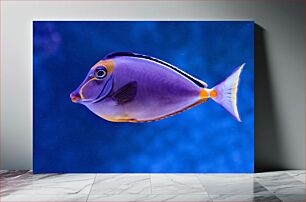 Πίνακας, Vibrant Purple Fish Ζωντανά μωβ ψάρια