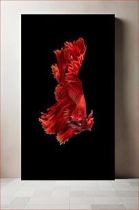 Πίνακας, Vibrant Red Fish Ζωντανά κόκκινα ψάρια