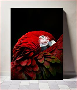 Πίνακας, Vibrant Red Parrot Ζωντανός κόκκινος παπαγάλος