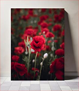 Πίνακας, Vibrant Red Poppies in Bloom Ζωντανές κόκκινες παπαρούνες στην άνθιση