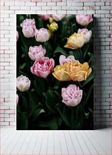 Πίνακας, Vibrant Tulips in Bloom Ζωντανές τουλίπες στην άνθιση