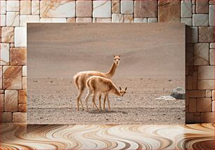 Πίνακας, Vicuñas in the Desert Vicuñas στην έρημο