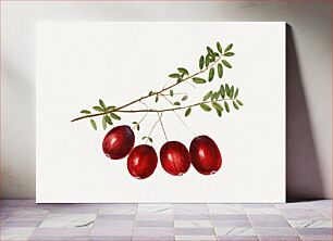 Πίνακας, Vintage American cranberries illustration