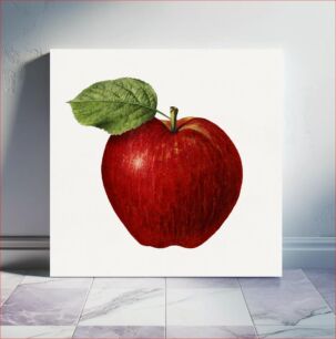 Πίνακας, Vintage apple illustration