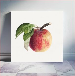 Πίνακας, Vintage apple illustration