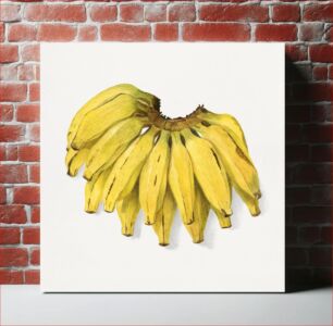 Πίνακας, Vintage banana illustration