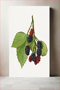 Πίνακας, Vintage branch of blackberry