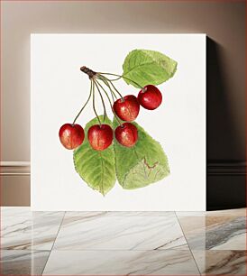 Πίνακας, Vintage branch of cherries illustration