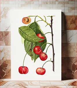 Πίνακας, Vintage branch of cherry illustration