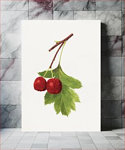 Πίνακας, Vintage branch of red cherries illustration