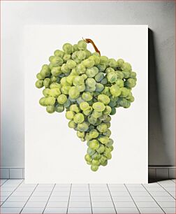 Πίνακας, Vintage bunch of green grapes illustration