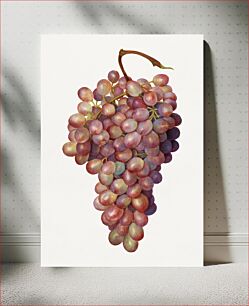 Πίνακας, Vintage bunch of red grapes illustration