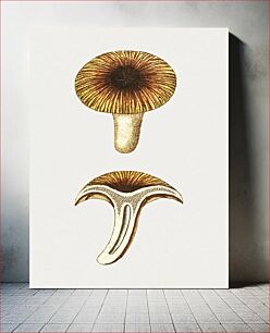 Πίνακας, Vintage chanterelles edible mushroom