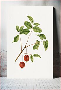 Πίνακας, Vintage cherries illustration