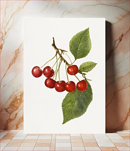 Πίνακας, Vintage cherry illustration