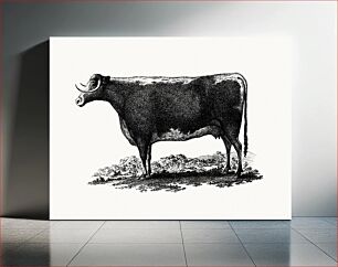 Πίνακας, Vintage cow illustration