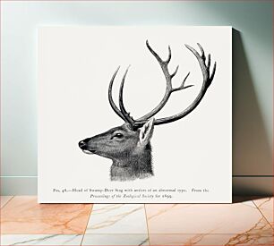 Πίνακας, Vintage deer illustration, animal drawing